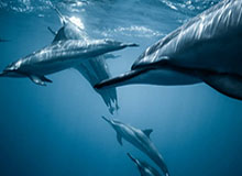 pg电子官网-8868体育网页版:把赛事信息、直播与互动带进家门的全新入口